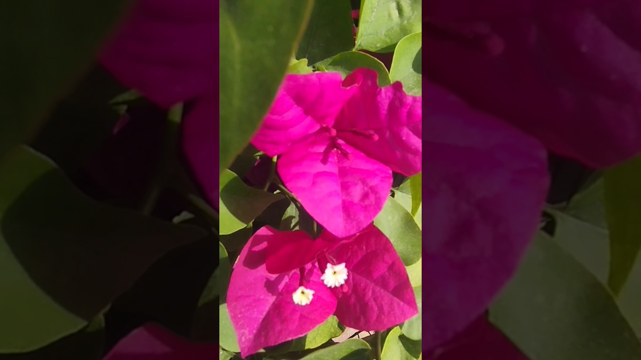 🐝 Dubai Creek Park Shorts 40🌸🌸🌿🌿 💖💕💞🎶 