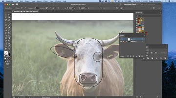 Adobe Illustrator CC 2020 - Making a cow graphic based on a photograph