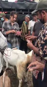 Virall!! Blantik wedus cantik #shorts