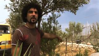 These Green Thumbs Documentary on Maltese agriculture & permaculture