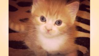 Клип/Котёнок Клип/Котёнок