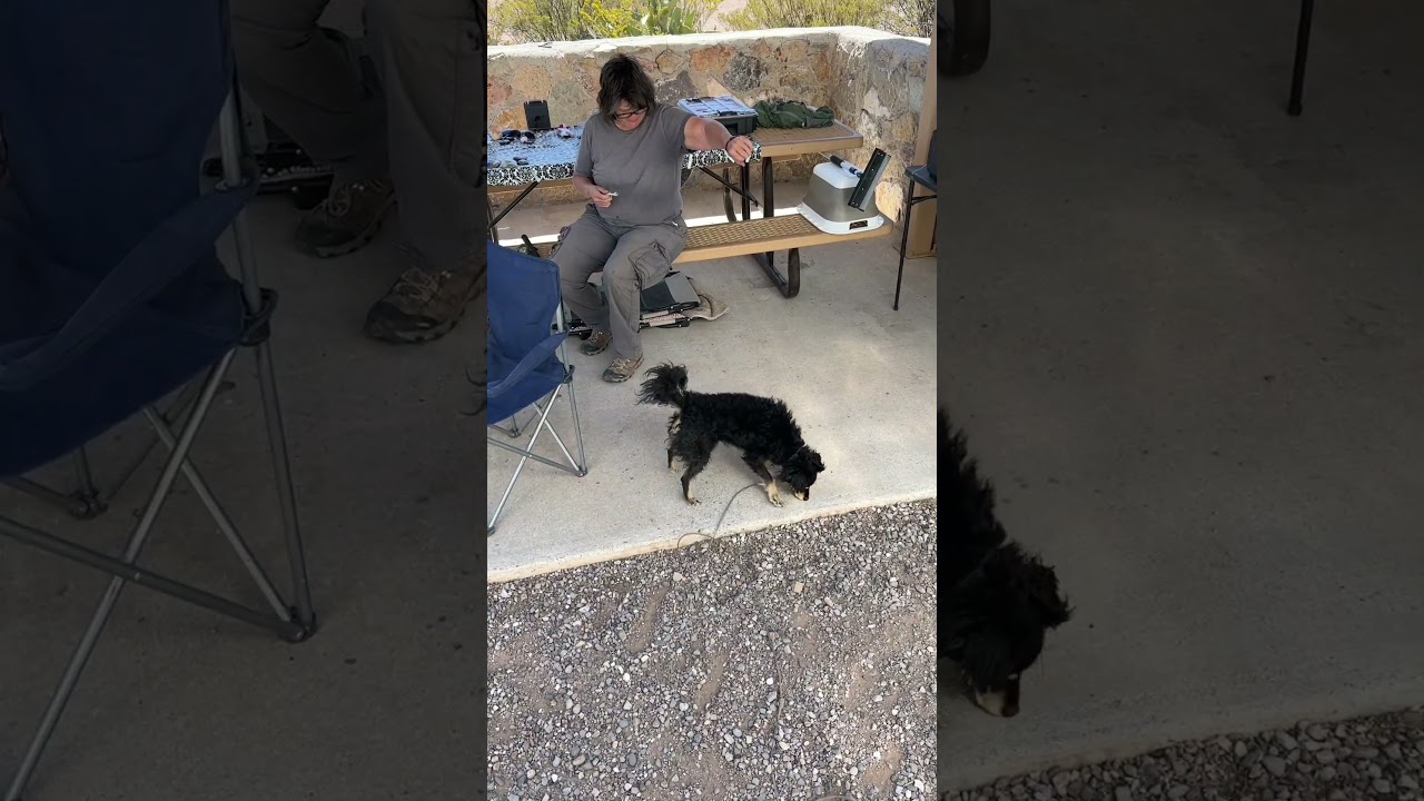 Jumping Dog Freaks Out Over A Fishing Line 