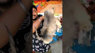 Lhasa Apso Puppies Sell।