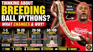 Why Breeders Care for Ball Pythons Differently Than Keepers