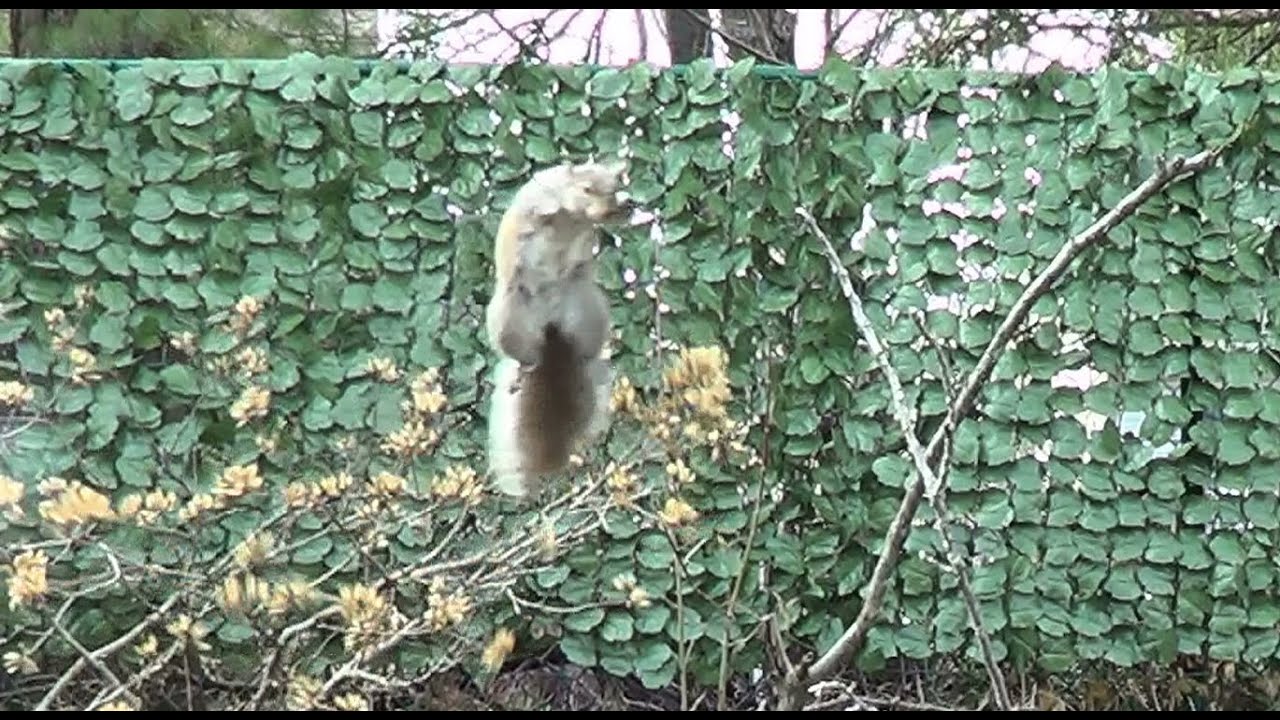 Squirrel Jumper 2 YouTube