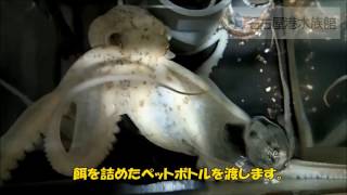 【名古屋港水族館】マダコ、ペットボトルを器用に開ける
