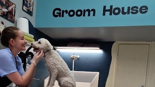 LIVE grooming  this dog WAS abandoned and then ADOPTED ❤