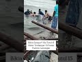 Hiu Tutul Terdampar di Pantai Lamongan, Warga Gotong Royong Bantu Selamatkan