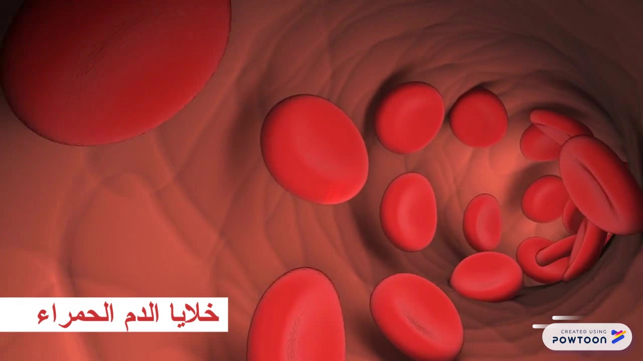 الدم مكونات مكونات الدم