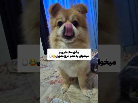 فقط صداهایی که درمیاره