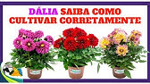 Como plantar dália em vaso na sua casa e jardim - dicas de jardinagem do  jardineiro amador - thptnganamst.edu.vn