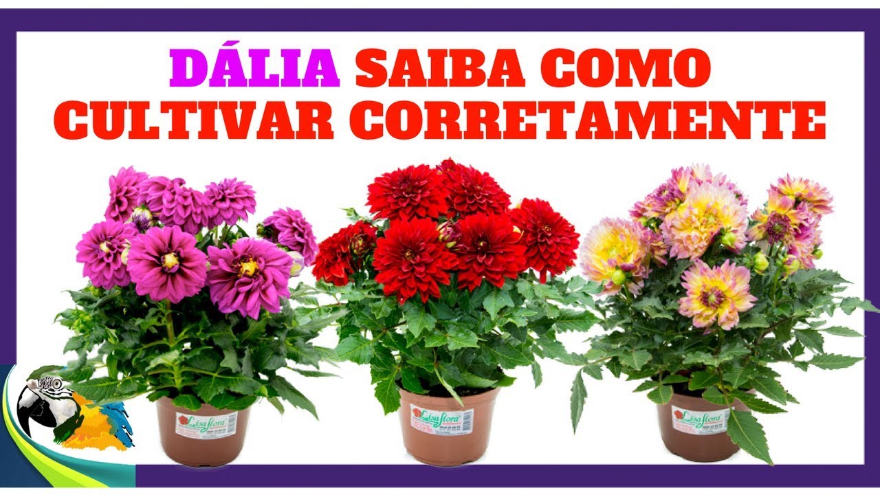 DÁLIA )) - SAIBA COMO CULTIVAR ESSA LINDA FLOR CORRETAMENTE ! - thptnganamst.edu.vn