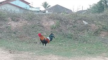 9(2)Saib mes nyuam qaib f3 ua kev lom zem nawb. 2024