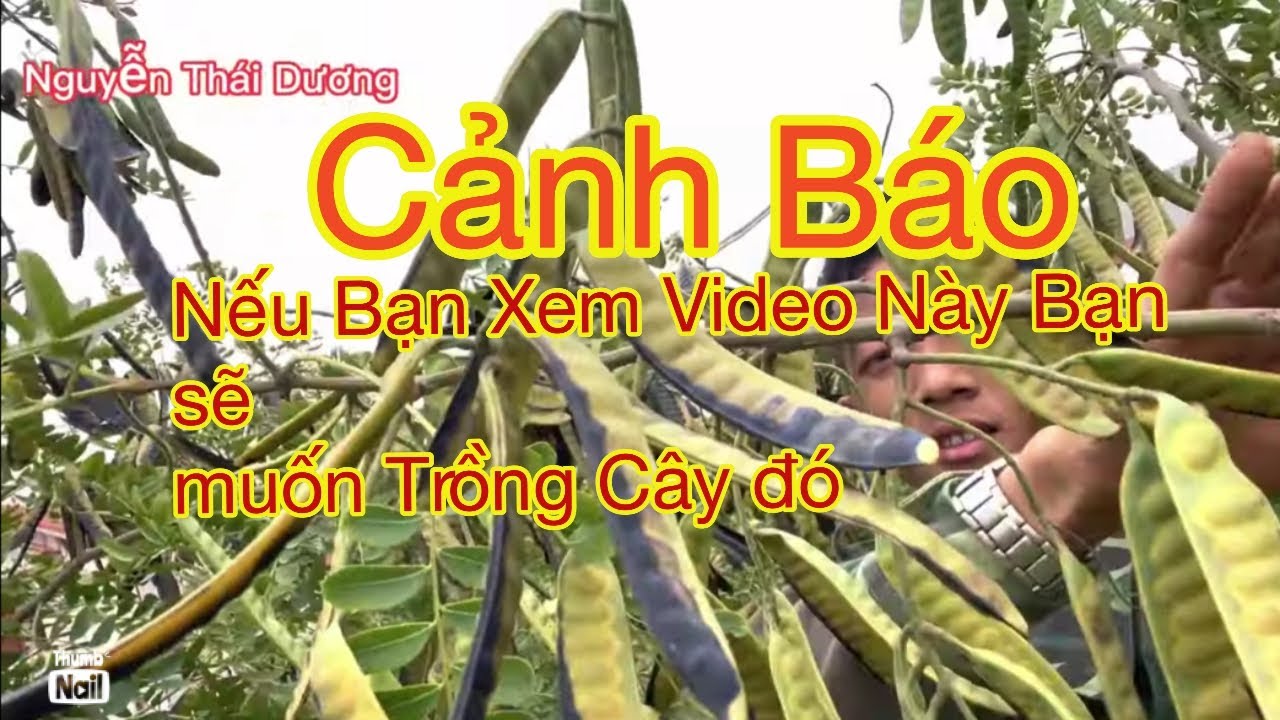 Cây Bồ kết| đẹp từ cảm súc tới ánh nhìn