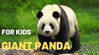 Pandas Are Endangered: How Many Panda Bears Are Left in the World 