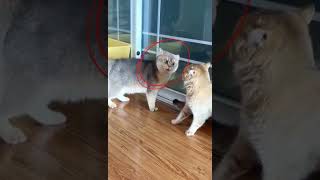 ?? Unbelievable Cat Chorus Listen to These Meows and Conversations ?? | Must Hear