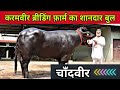 Karmveer Breeding Farm || Bull Name-Chandveer || Father- Champion Yuvraj || Mother Milk- 25 Kg