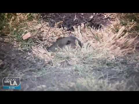 Groundhogs coming out of the holes