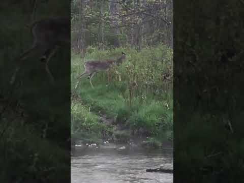 Videó: 11 A macska hangjai és mit jelentenek