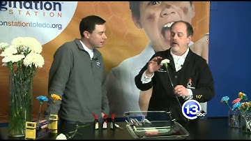 How to create colored carnations