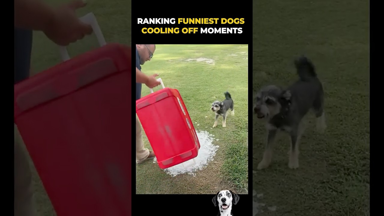 Dogs cooling off from heat 🤣 #funny #dogs #coolingoff
