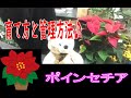 ポインセチアの育て方・管理方法について