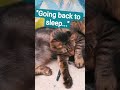 Battery Saving Mode: ON 🔋💤 #pets #cat #animal #shortvideo