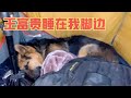 137集 .女骑士摩旅西藏，7个月德牧遇到藏区野狗，差点被群殴