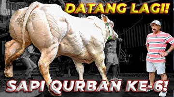 DATANG LAGI! SAPI QURBAN deHakims YANG KE-6!