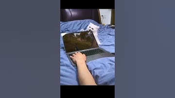 Cat cracking laptop screen #shorts #short