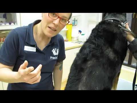 Video: Symptome einer Dermatophytose bei Hunden