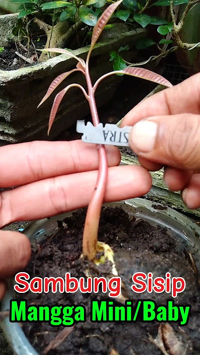 Cara Sambung Sisip Mangga Saat Batang Masih Baby/Mini #shortsgrafting #shorts