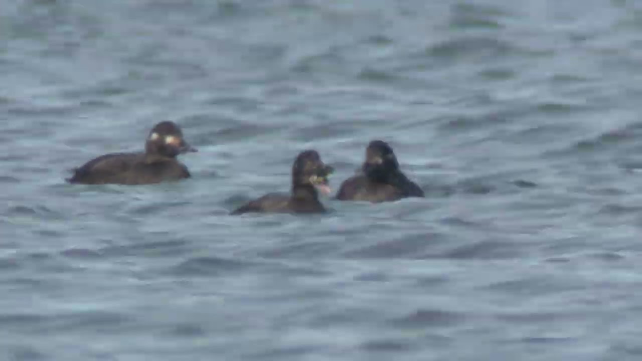 White-winged Scoter / Amerikansk knölsvärta (Melanitta deglandi)
