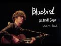 Bluebird (Live in Seoul) / Satoshi Gogo (Original composition, Solo guitar)