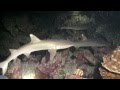 Diving in Cocos Island, Costa Rica (Wind Dancer) Part6