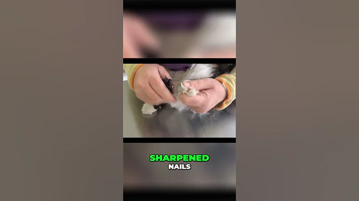 Aggressive Cats Grooming Tips: The First Steps are the Most Important!  #cat #catwash #catgrooming