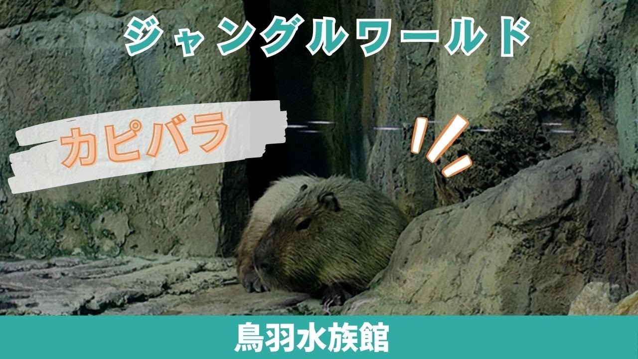 鳥羽水族館】とっても可愛い！ジャングルワールド✨カピバラ - YouTube