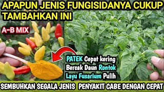 ⛔️ Sembuhkan segala jenis penyakit cabe dengan cepat #fungisida_ampuh #cabetanpamulsa #perawatancabe