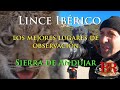 Los mejores lugares del mundo donde observar al lince ibrico sierra de  andjar