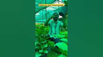 Beginners plant shopping guide #gardeningwithnanav #plants  #begineerguide