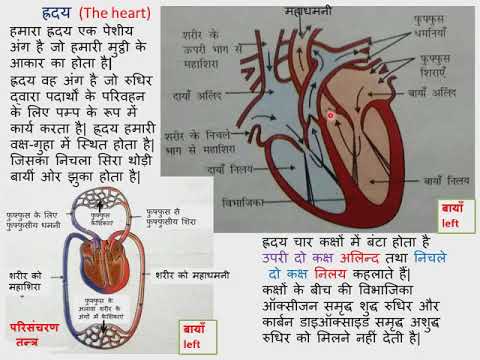 ह्रदय क्रिया विधि,Heart working,transport and exchange oxygen and carbon dioxide,blood circulation,