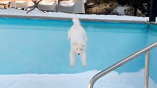 Baby Samoyeds Jump Off A High Point by 사모예드 티코 10,786 views 2 months ago 5 minutes, 24 seconds