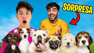 Thumbnail for LE REGALO 10 PERROS A FEDE VIGEVANI