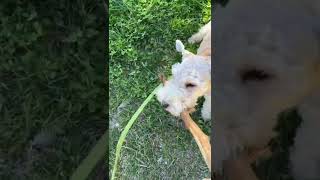 Lakeland Terrier finds a stick and is really proud of it. #shorts #dogshorts #terrier