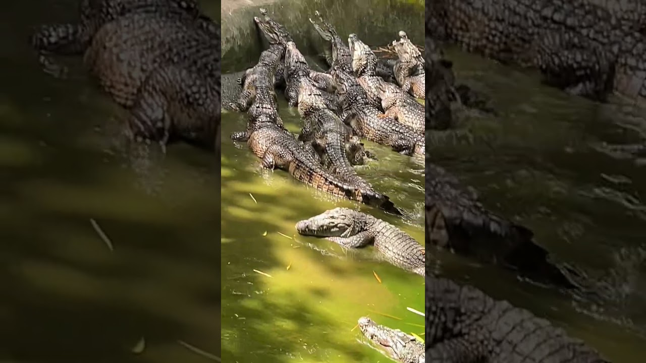 croco loco in zoobic safari