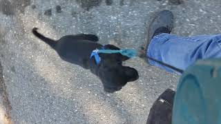 Flat-Coated Retriever - Day 47 Yellow first leash walk by RadfordRetrievers 190 views 4 years ago 7 minutes, 19 seconds