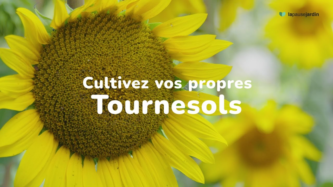 Tournesol : plantation, entretien, soin