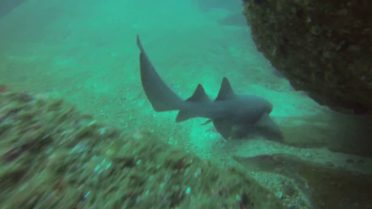 Shark encounter in Puerto Vallarta YouTube