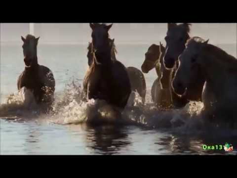 Бег шахматных коней