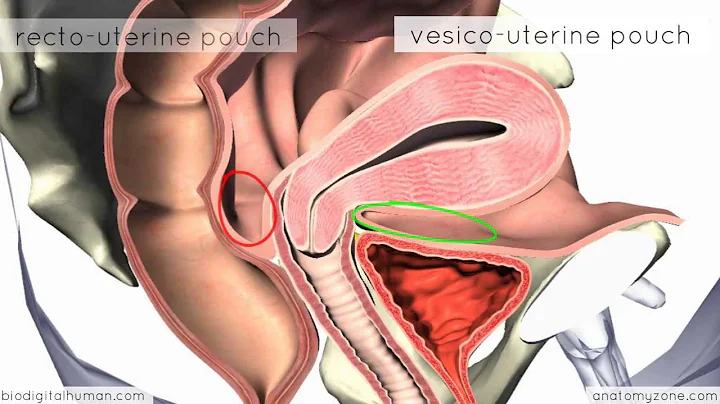 Introduction to Female Reproductive Anatomy - 3D Anatomy Tutorial